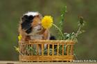 Biete Meerschweinchen einen super Platz